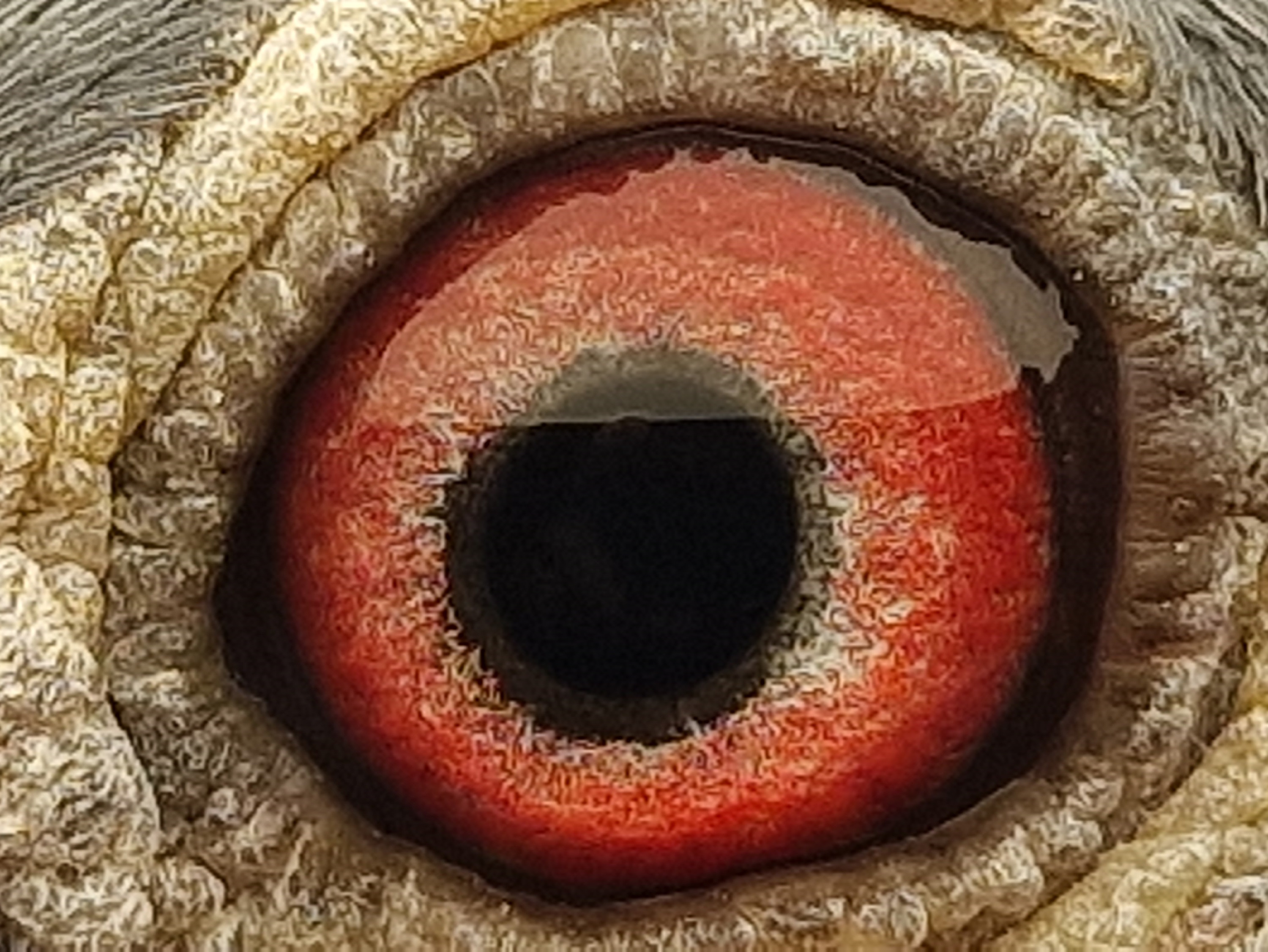 Pigeon eye